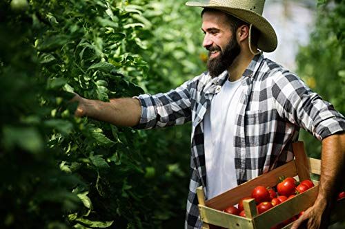 Happy Trees Tomato Cages (3-Pack) - Image 3
