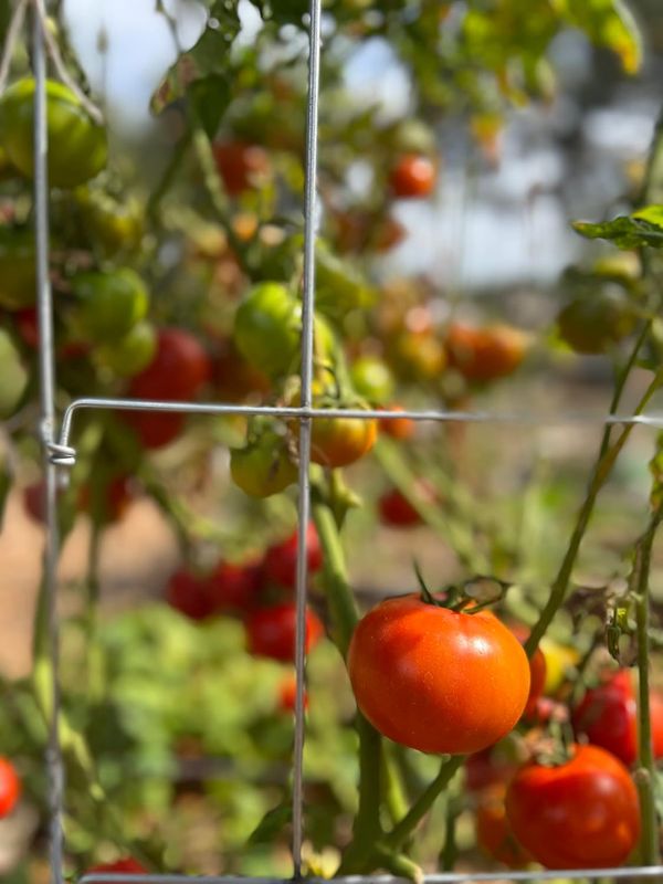 Happy Trees Tomato Cages (3-Pack) - Image 10