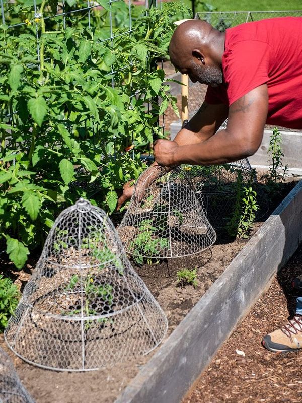 Chicken Wire Plant Protector & Cover - Image 3