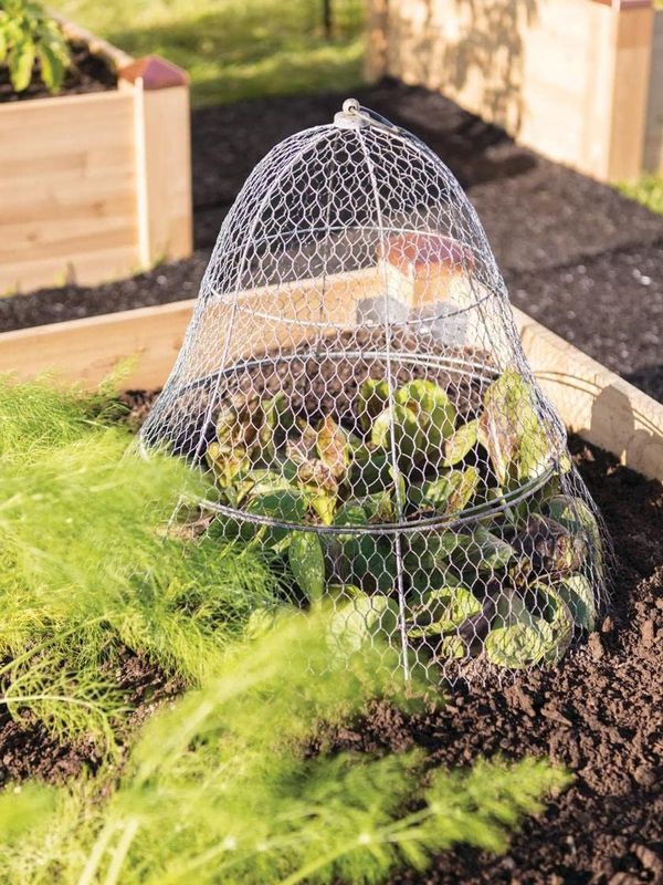 Chicken Wire Plant Protector & Cover - Image 2