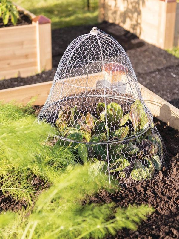 Chicken Wire Plant Protector & Cover - Image 1