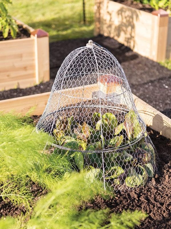 Chicken Wire Plant Protector & Cover - Image 8