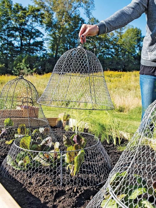 Chicken Wire Plant Protector & Cover - Image 4
