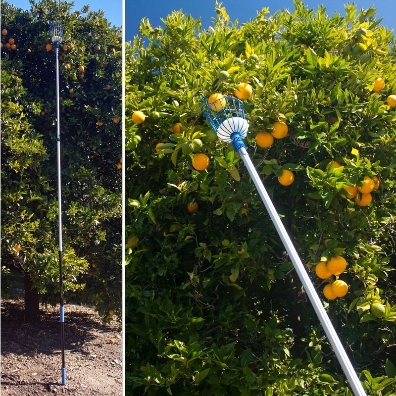 Eversprout 12-Foot Fruit Picker - Image 6