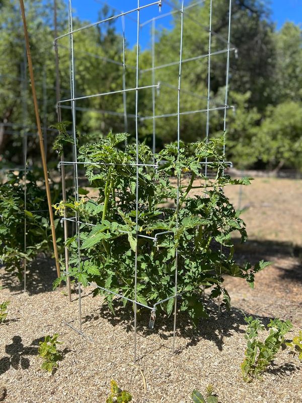 Happy Trees Tomato Cages (3-Pack) - Image 11