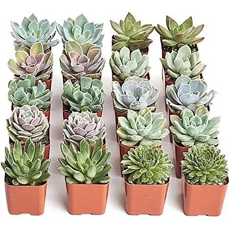 $27.99 for 20 Succulents