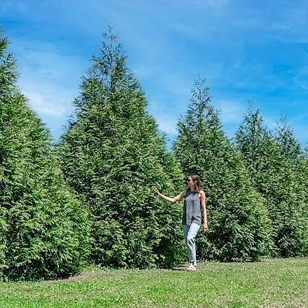 Perfect Plants Arborvitae for $48.74