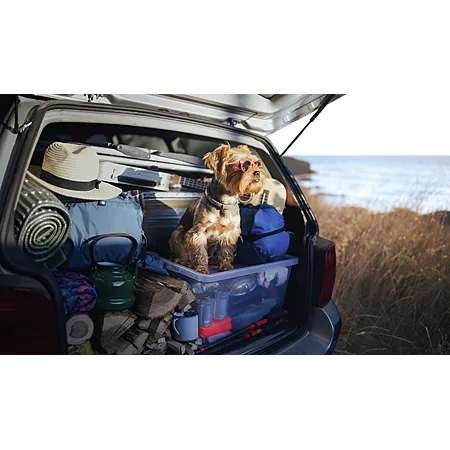 Up to 35% Off Car Rentals from Avis & Budget